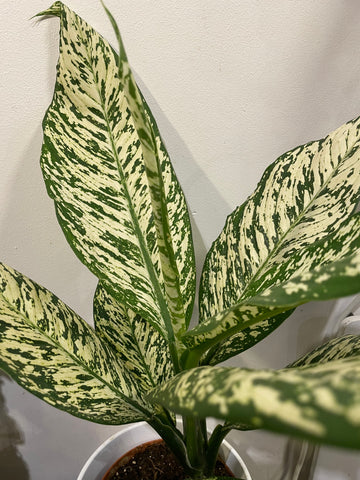 Diffenbachia „White Etna“