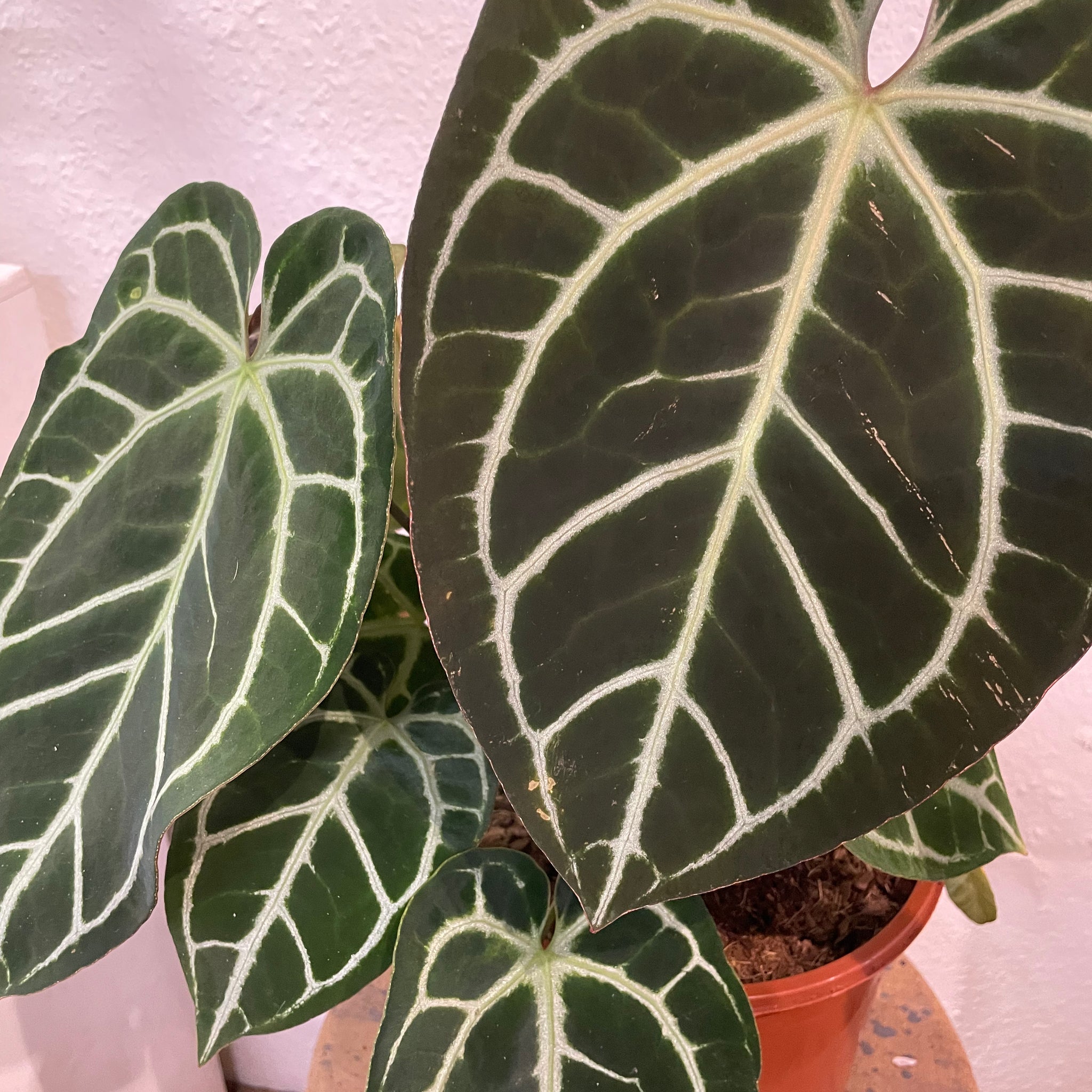 Anthurium crystallinum XL Blatt