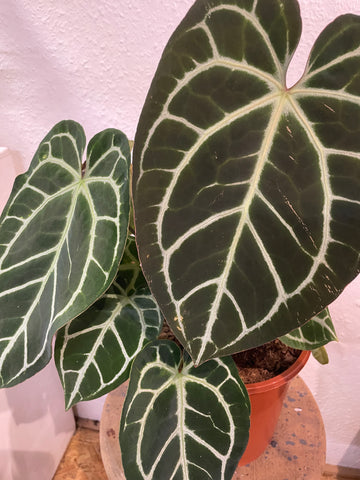 Anthurium crystallinum XL Blatt