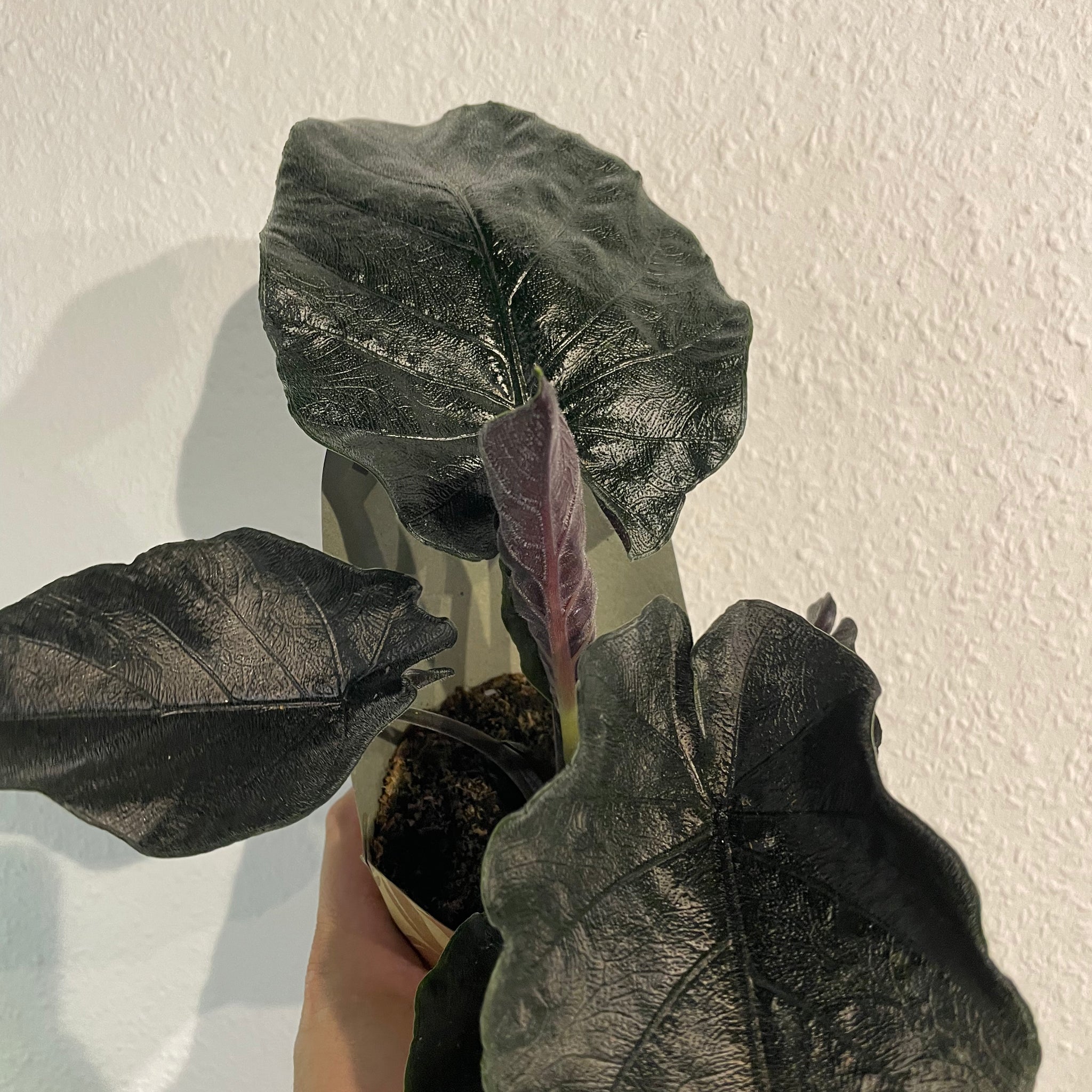 Alocasia „Antoro Velvet“