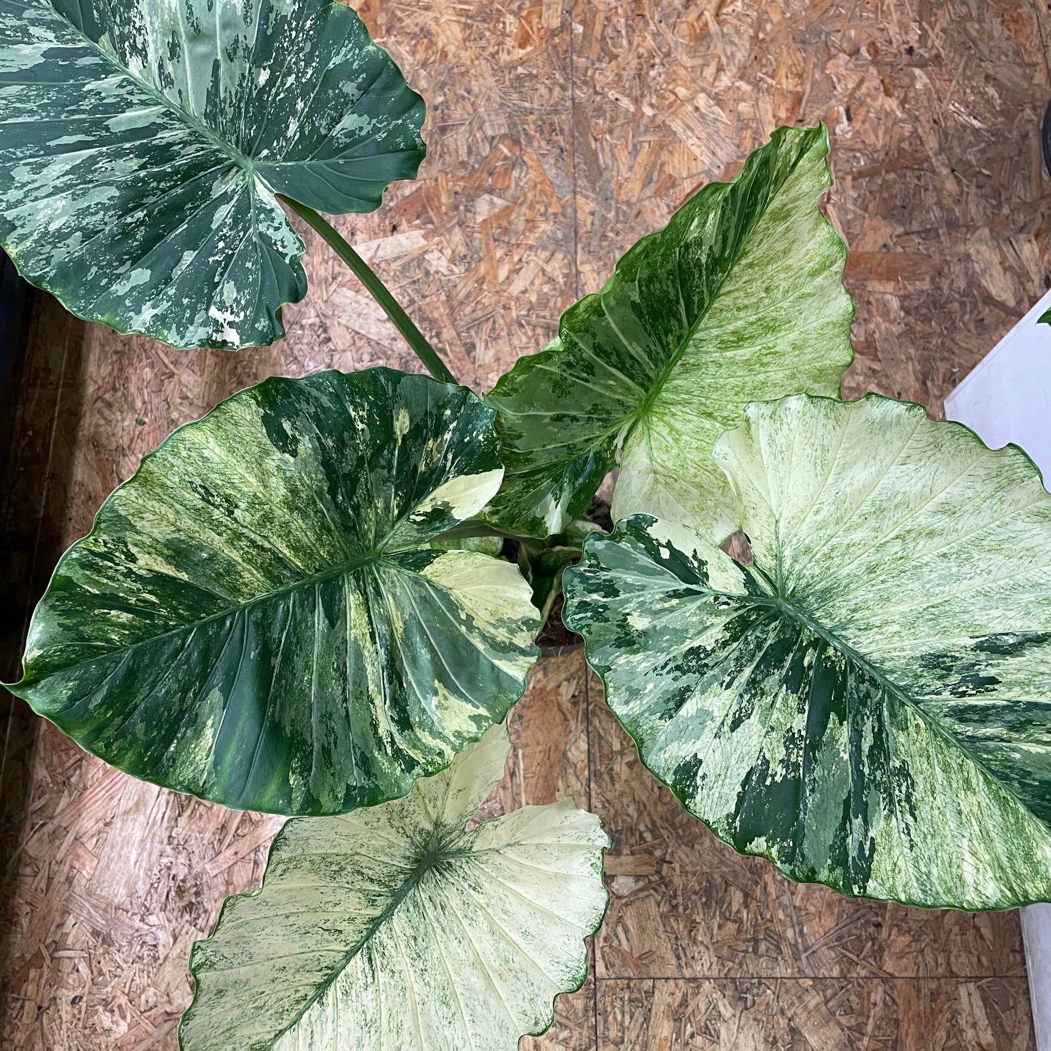 Alocasia gageana „Albo Variegata“