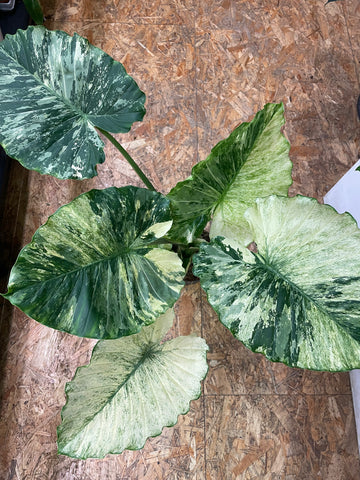 Alocasia gageana „Albo Variegata“