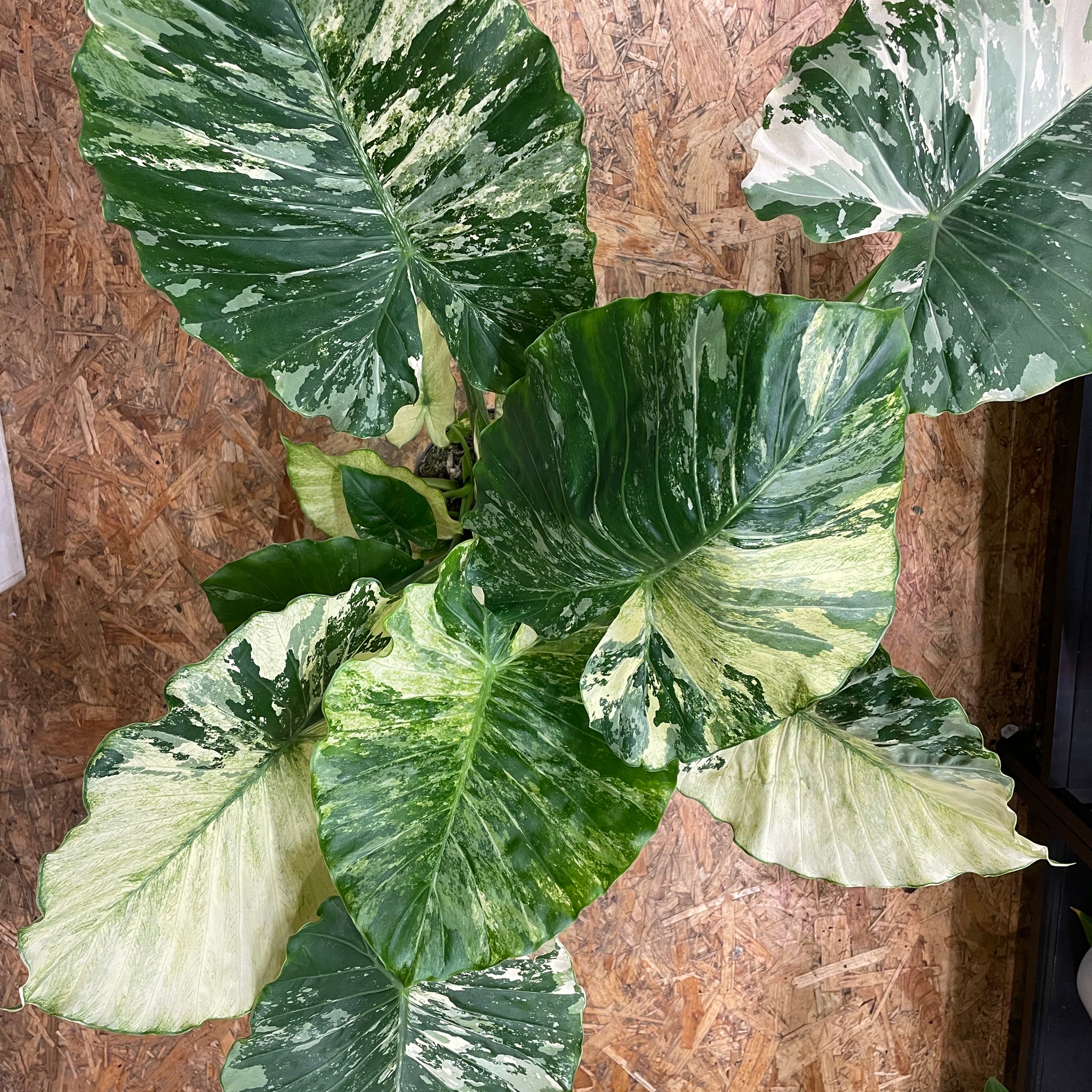 Alocasia gageana „Albo Variegata“