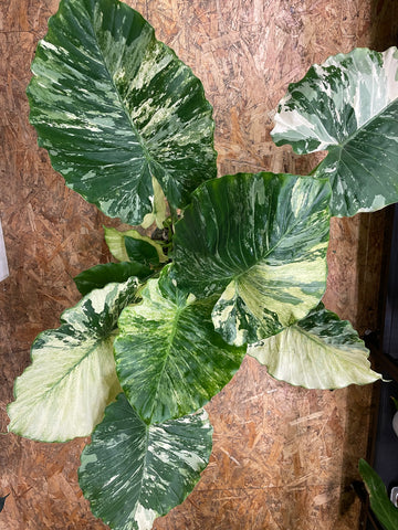 Alocasia gageana „Albo Variegata“