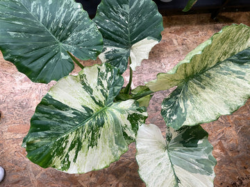 Alocasia gageana „Albo Variegata“