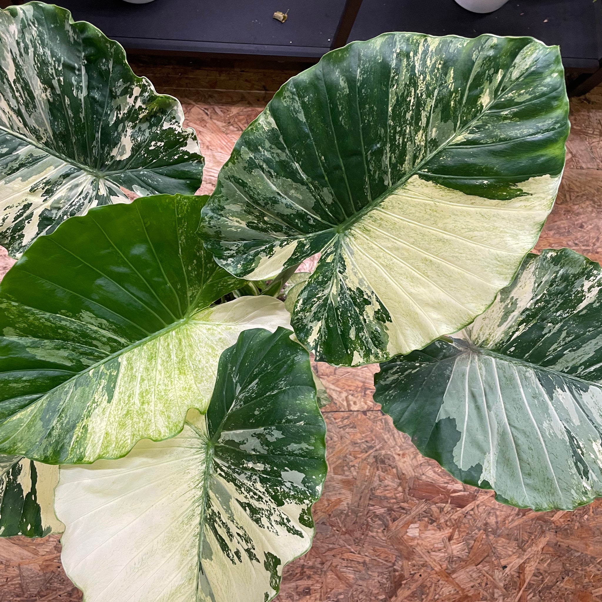Alocasia gageana „Albo Variegata“
