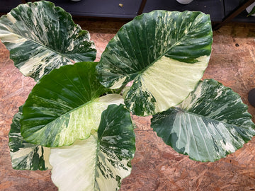 Alocasia gageana „Albo Variegata“