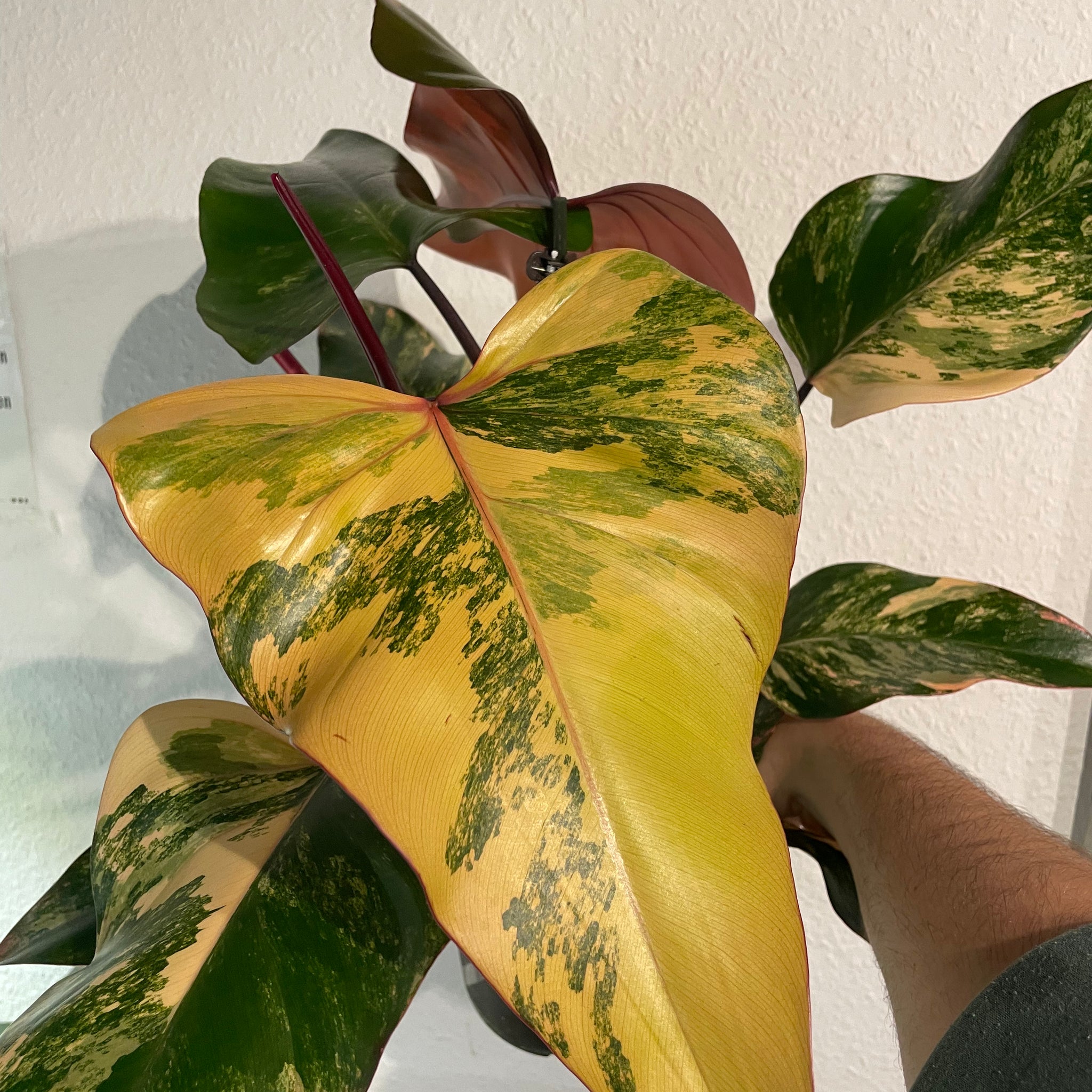 Philodendron „Strawberry Shake“