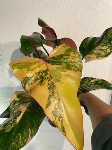 Philodendron „Strawberry Shake“