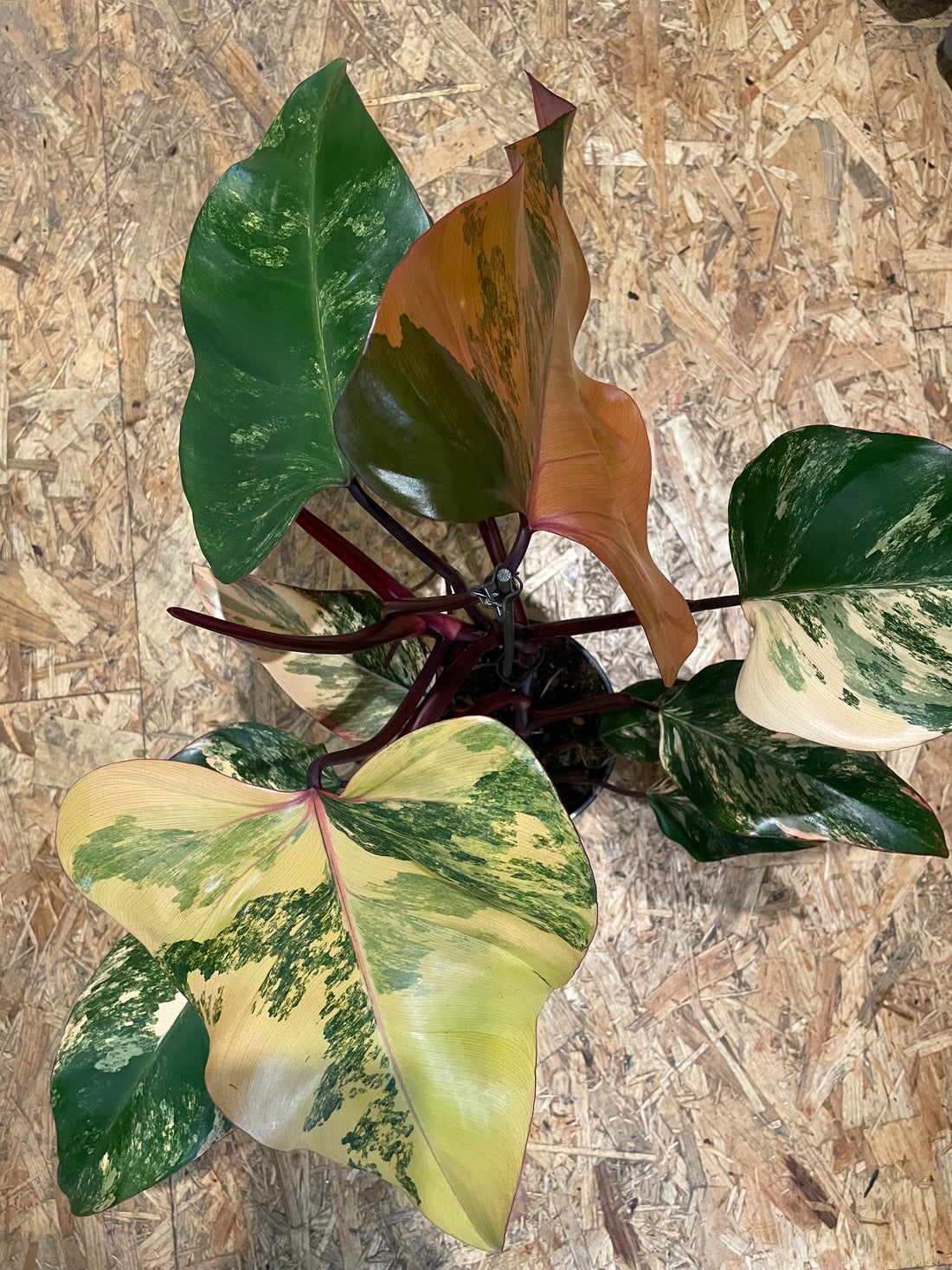 Philodendron „Strawberry Shake“