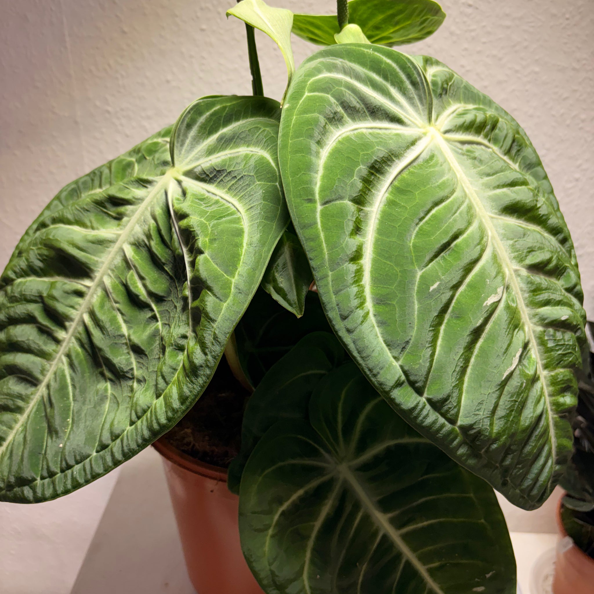 Anthurium villenaorum XL