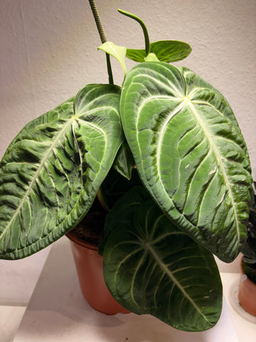Anthurium villenaorum XL