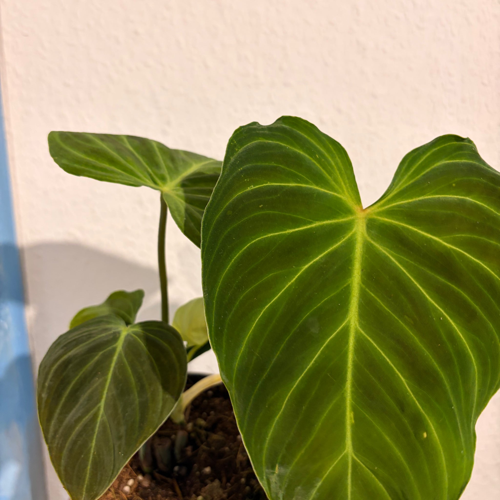 Philodendron „Splendid“ (verrucosum x melanochrysum)