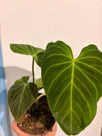Philodendron „Splendid“ (verrucosum x melanochrysum)
