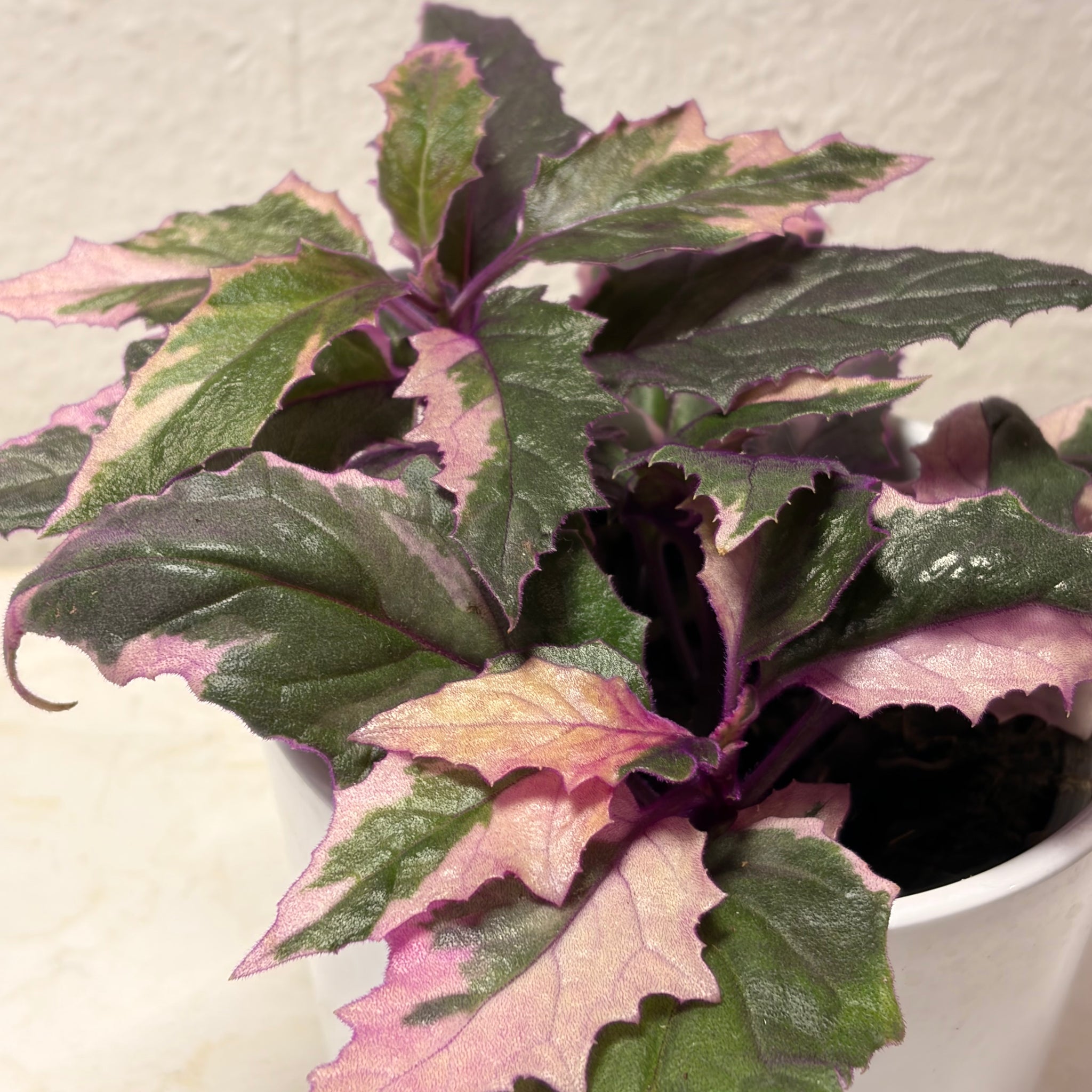 Gynura aurantiaca „Variegata“