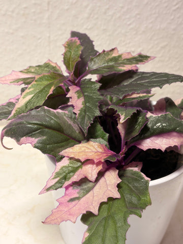 Gynura aurantiaca „Variegata“