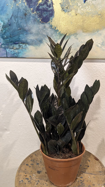 Zamioculcas "Raven"