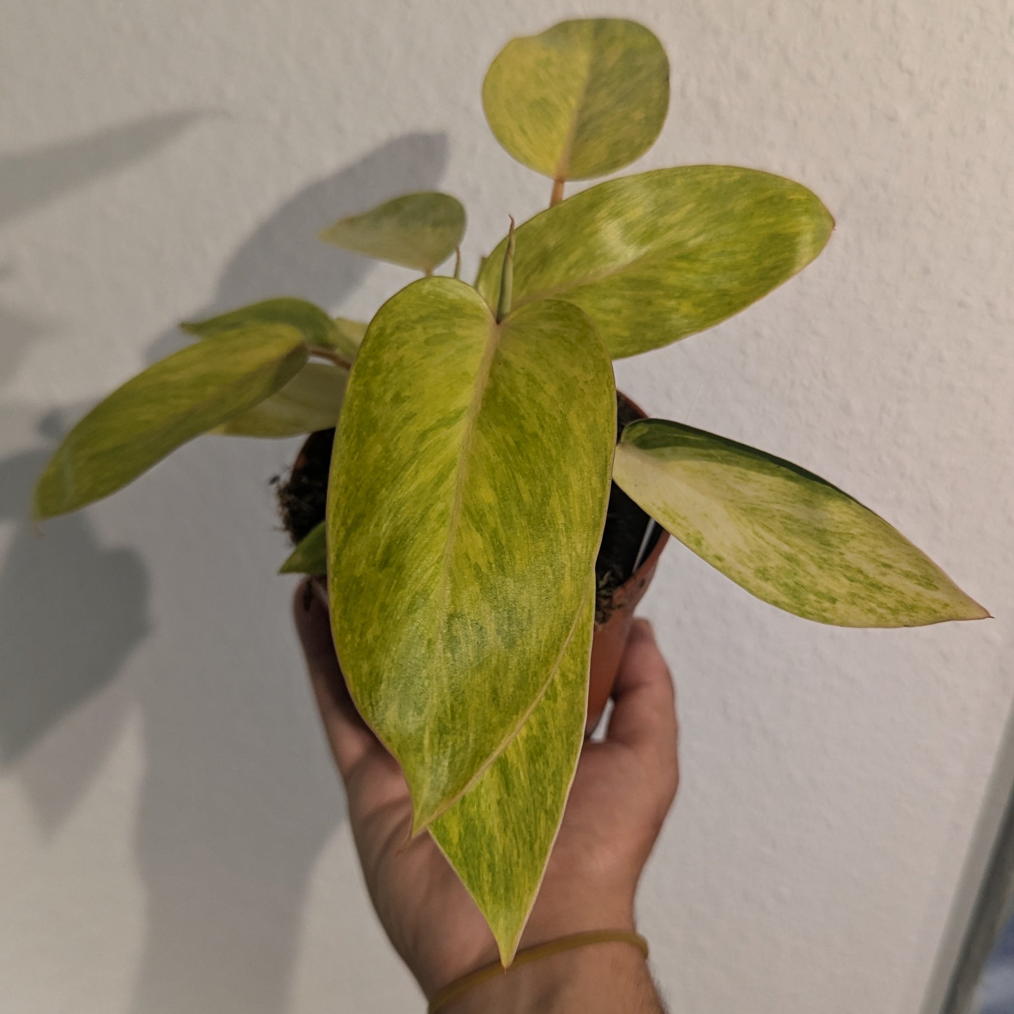 Philodendron "Painted Lady"