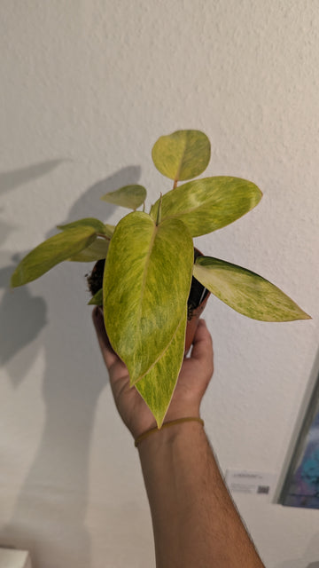 Philodendron "Painted Lady"