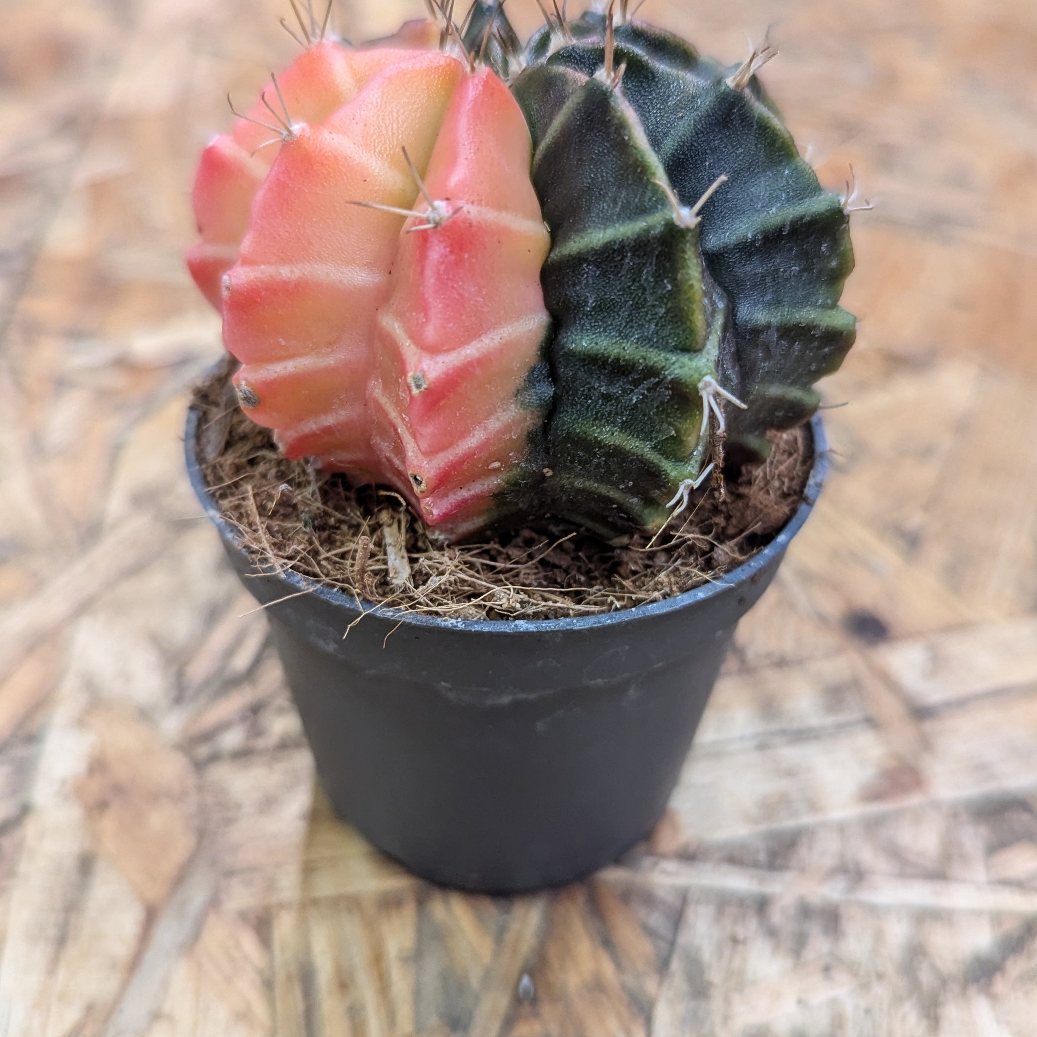 Mondkaktus "Gymnocalycium"