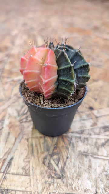 Mondkaktus "Gymnocalycium"