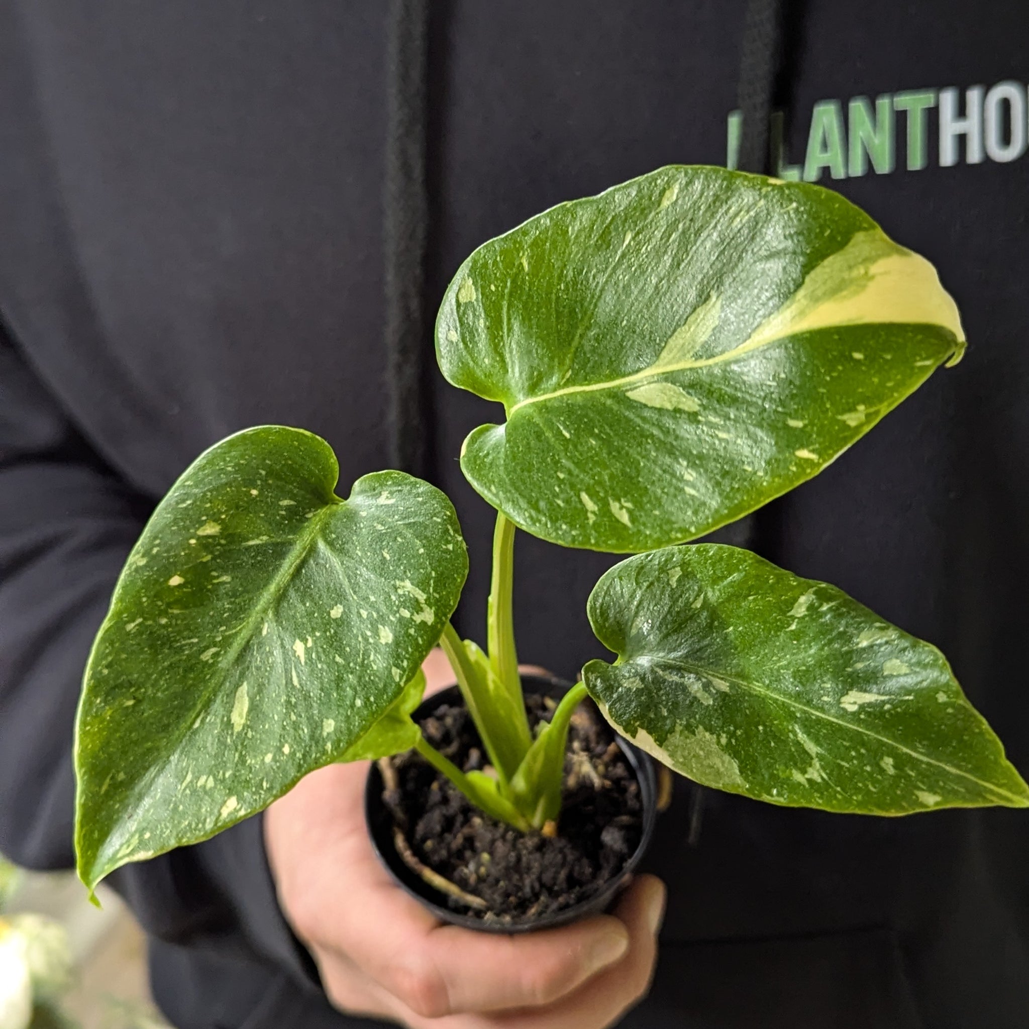 Monstera Thai Constellation