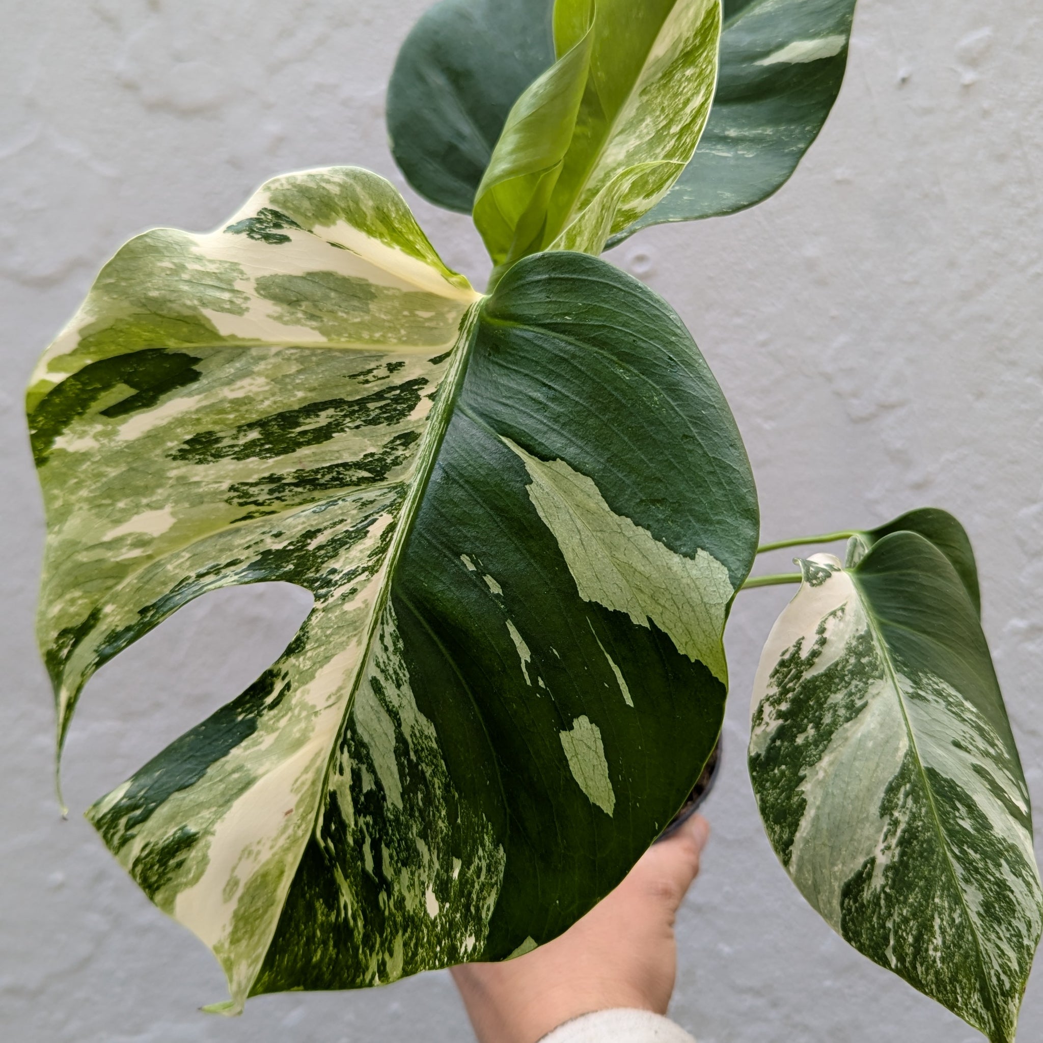 Monstera del. „Variegata“ ANGEBOT DER WOCHE