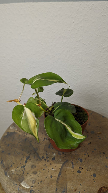 Philodendron hederaceum "Cream splash"