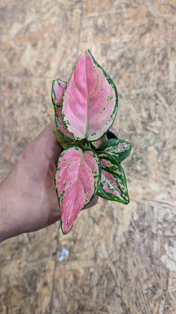 Aglaonema "Red Zirkon" Minipflanze