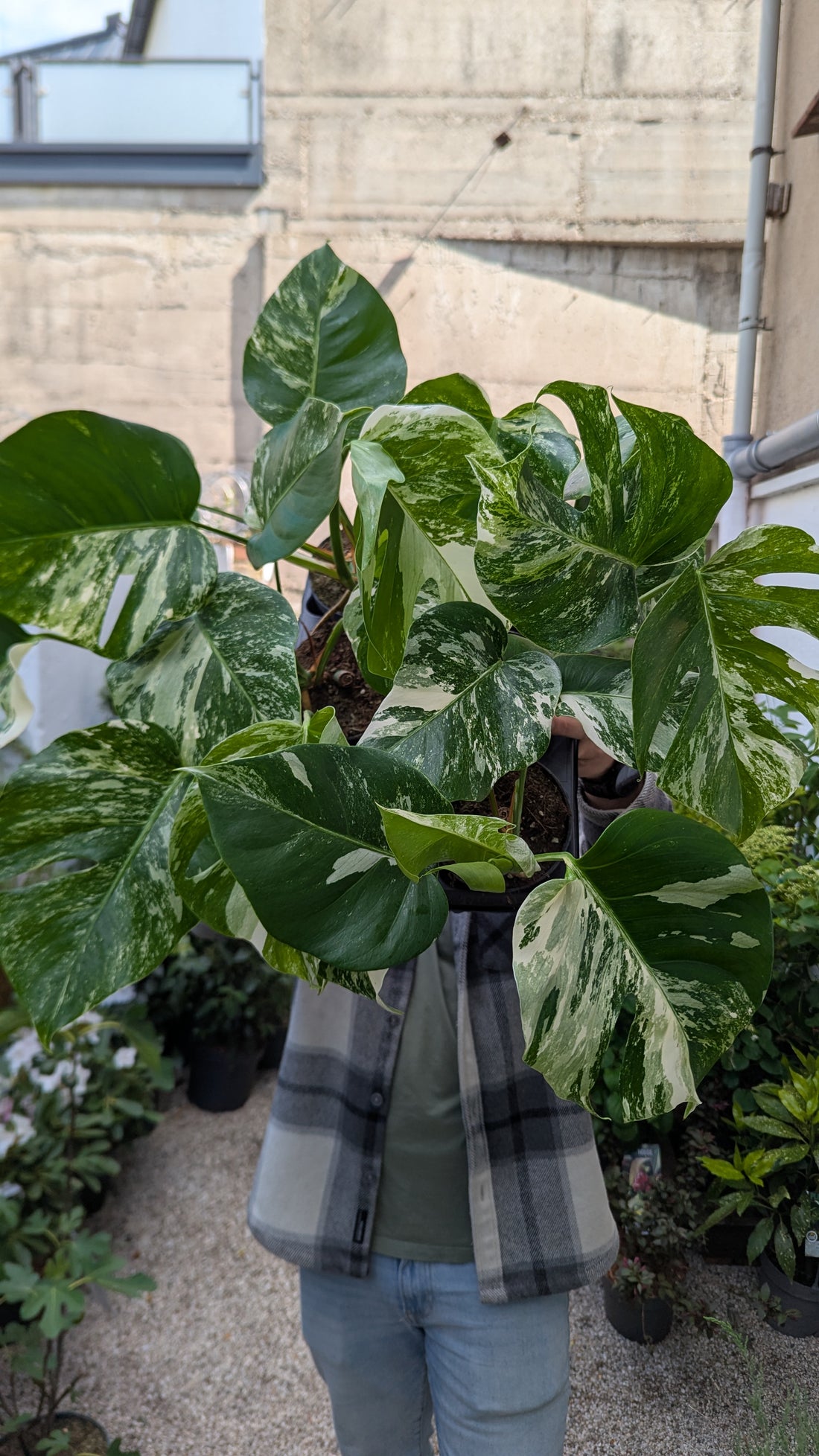 Monstera del. „Variegata“ ANGEBOT DER WOCHE