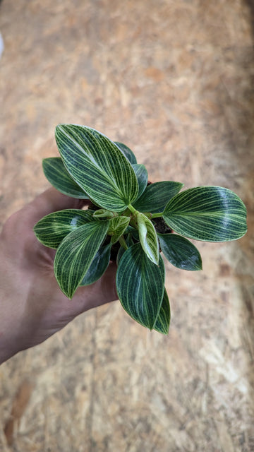 Philodendron "White Veins" - Planthouse Onlineshop